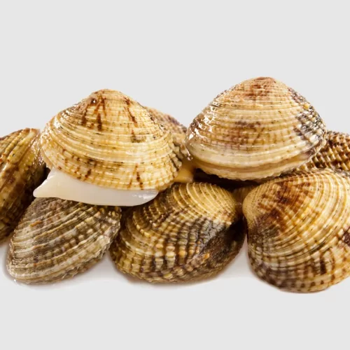 Brbavice (Grofi) - Sea ​​Shells