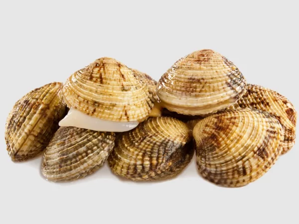 Brbavice (Grofi) - Sea ​​Shells